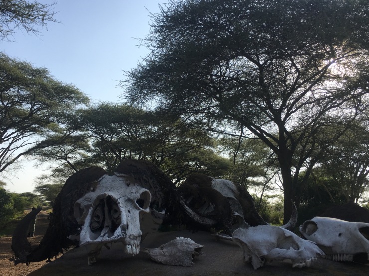 Buffalo skulls outside the Serengeti